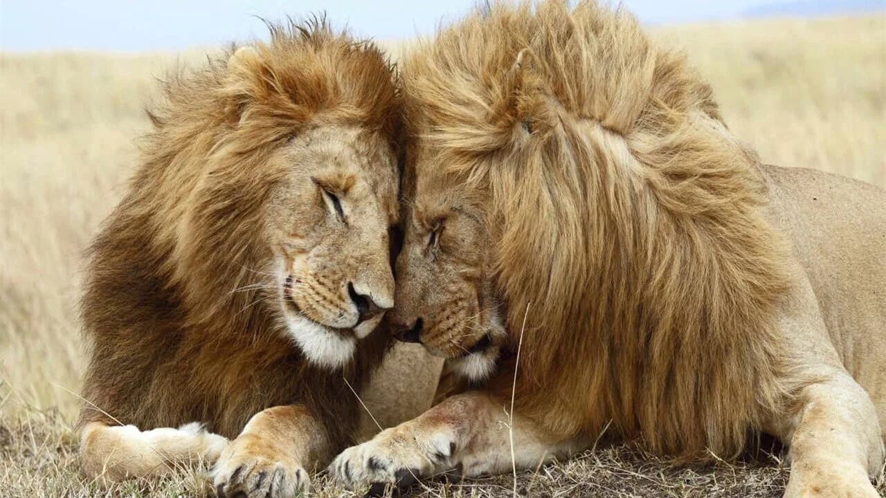 Second Nature: Gender and Sexuality in the Animal World